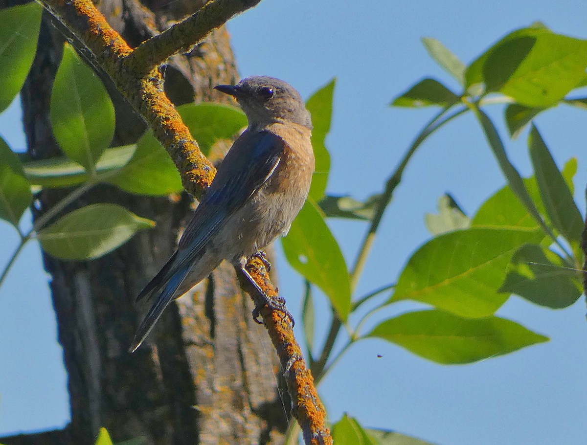 Western Bluebird - ML620314880