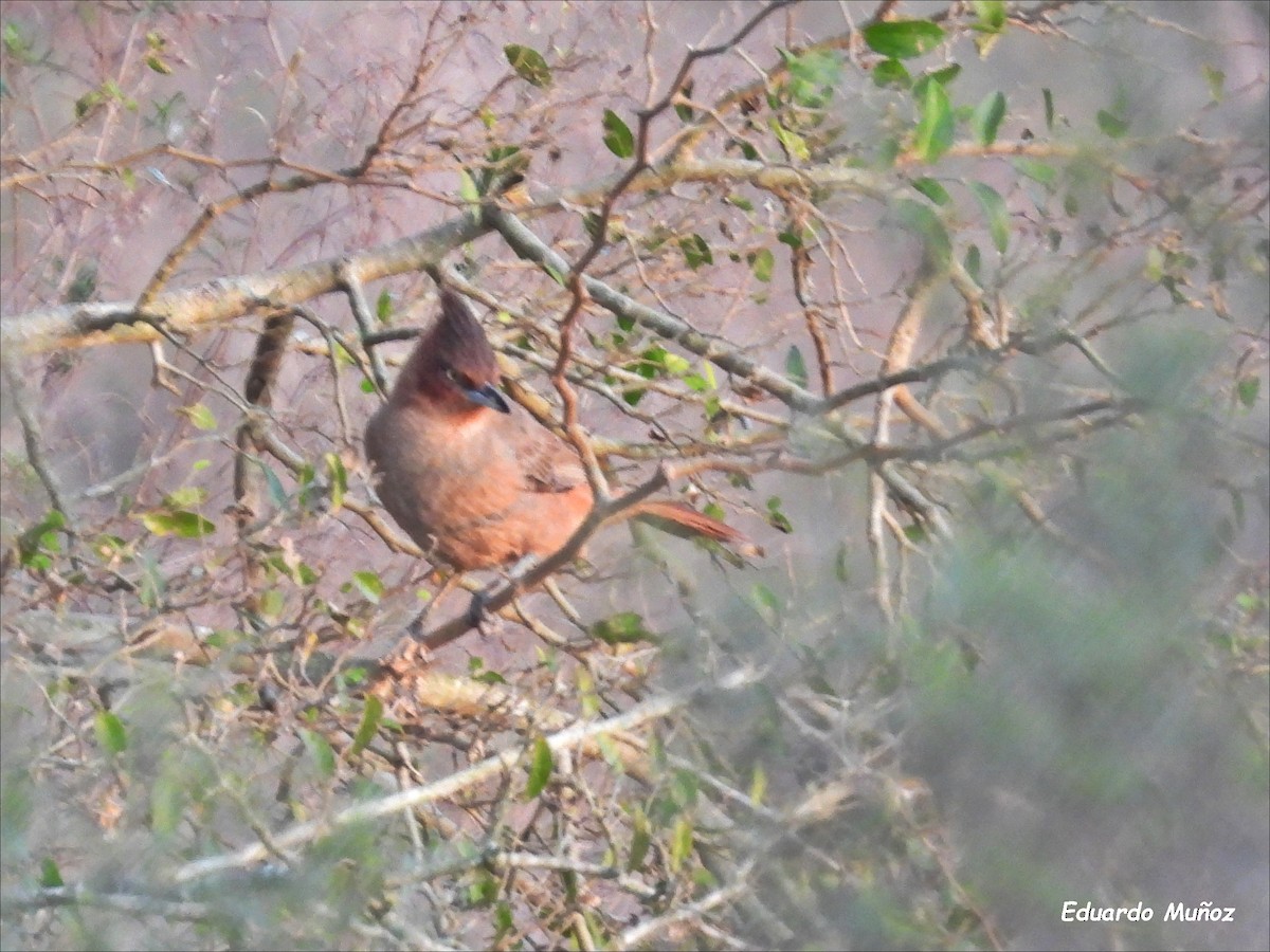 Brown Cacholote - Hermann Eduardo Muñoz