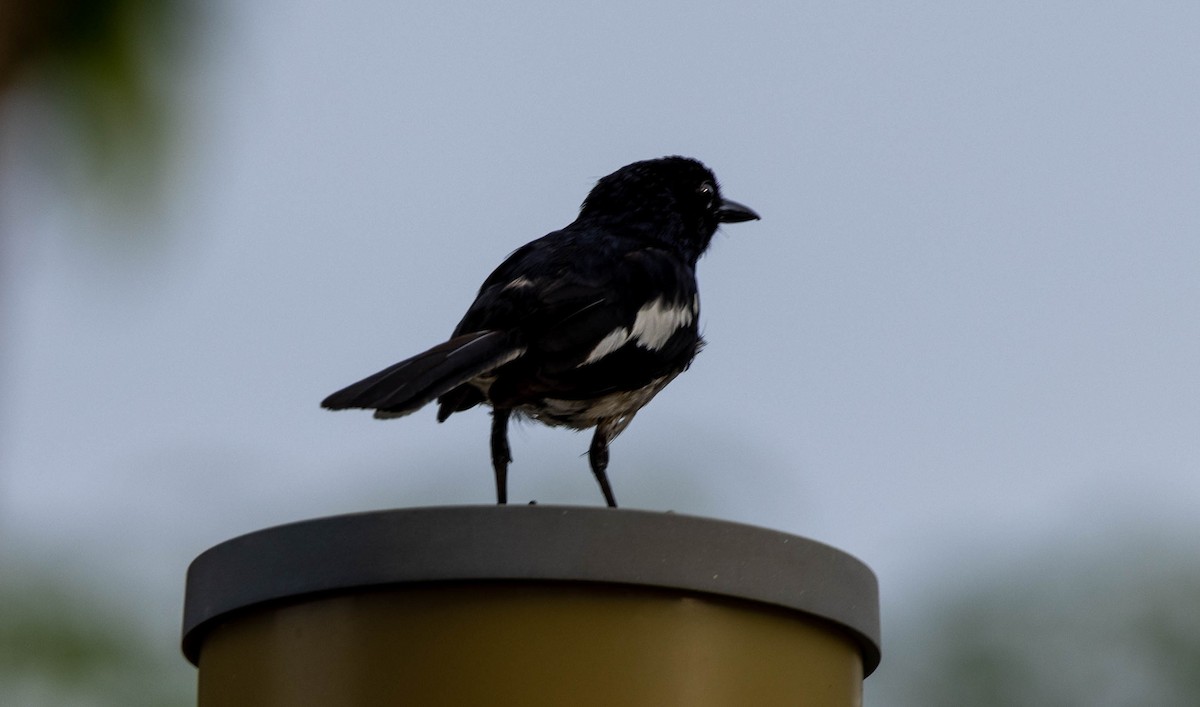 Oriental Magpie-Robin - ML620314884