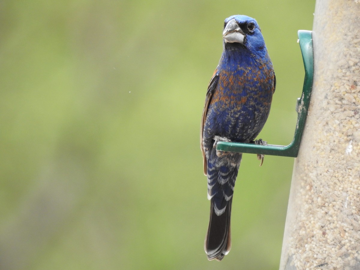 Blue Grosbeak - ML620314885