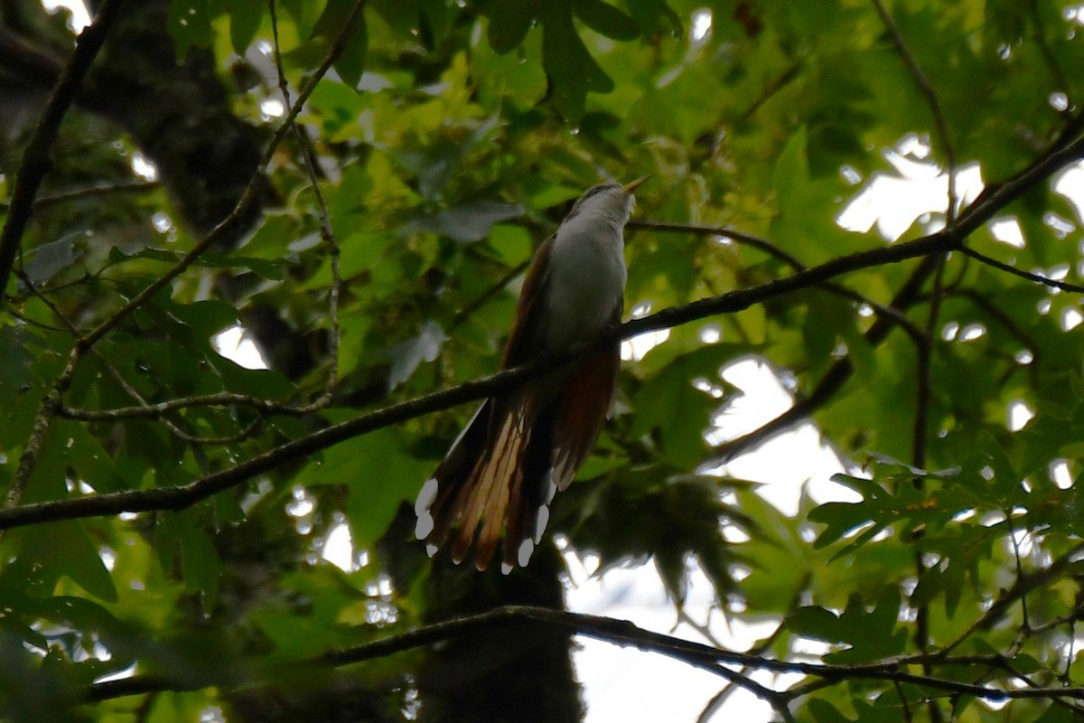 Yellow-billed Cuckoo - ML620314887