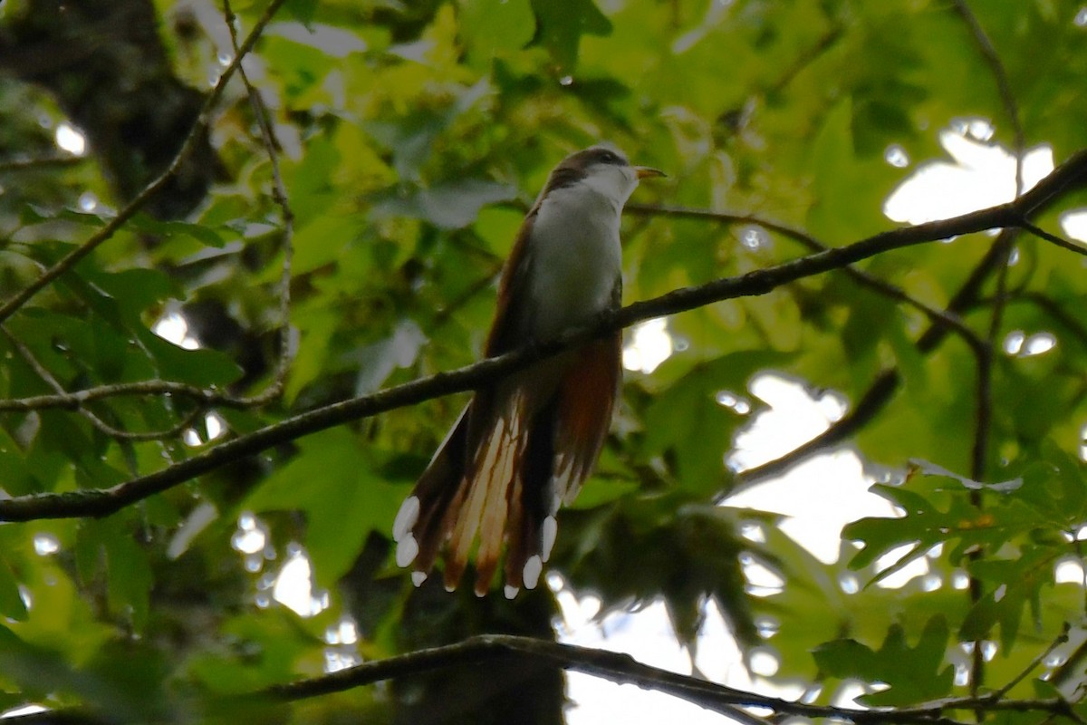 Yellow-billed Cuckoo - ML620314888