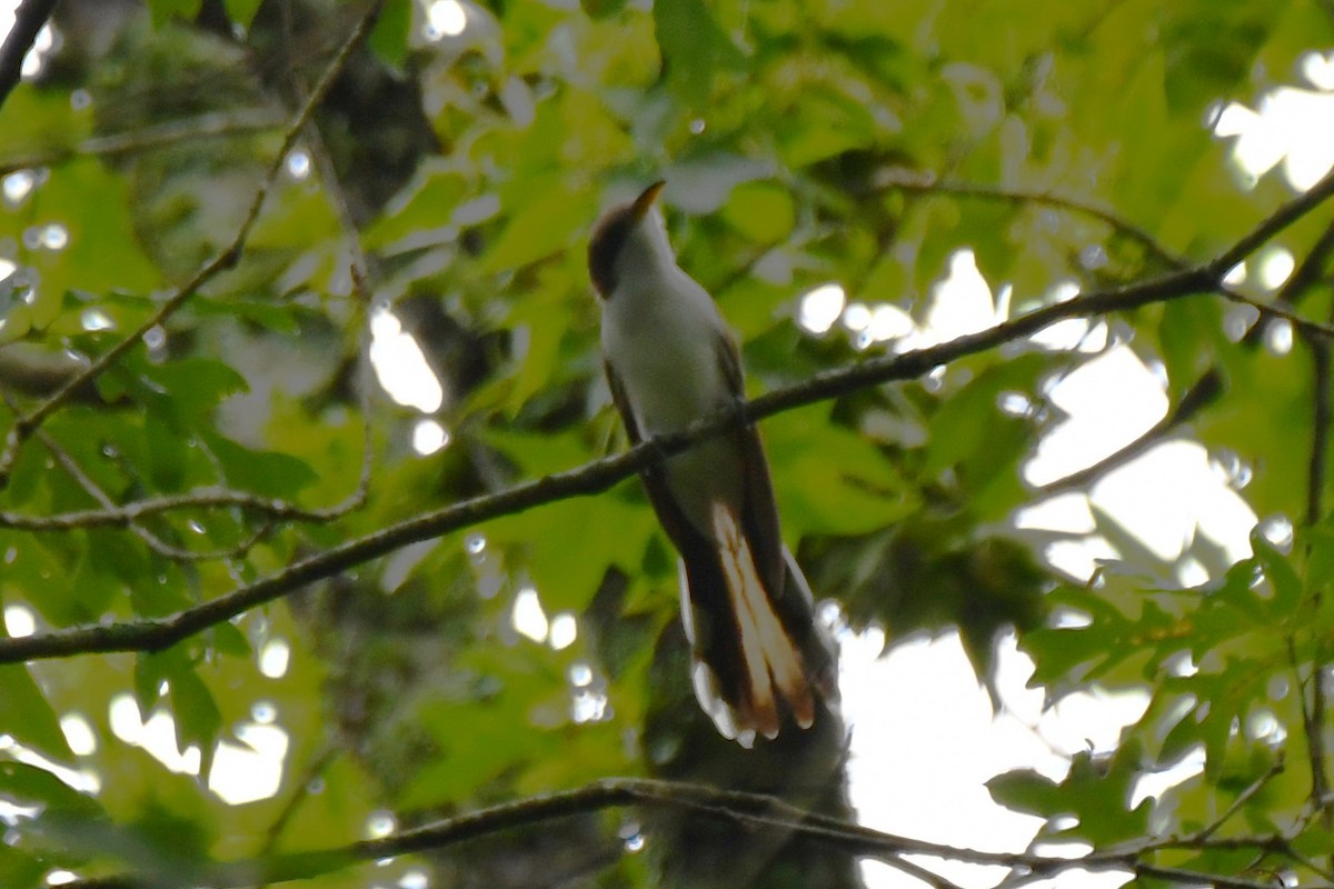 Yellow-billed Cuckoo - ML620314889