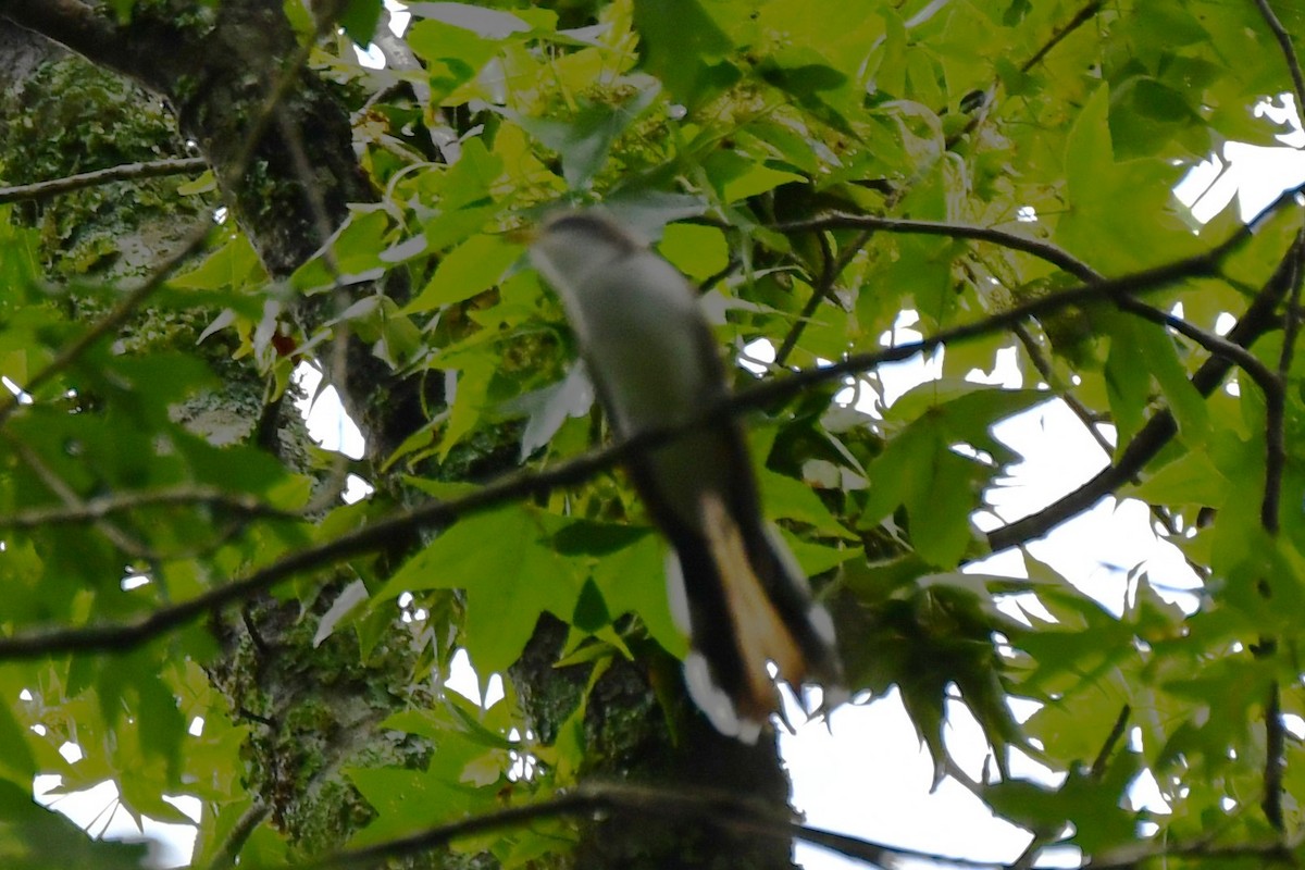 Yellow-billed Cuckoo - ML620314890