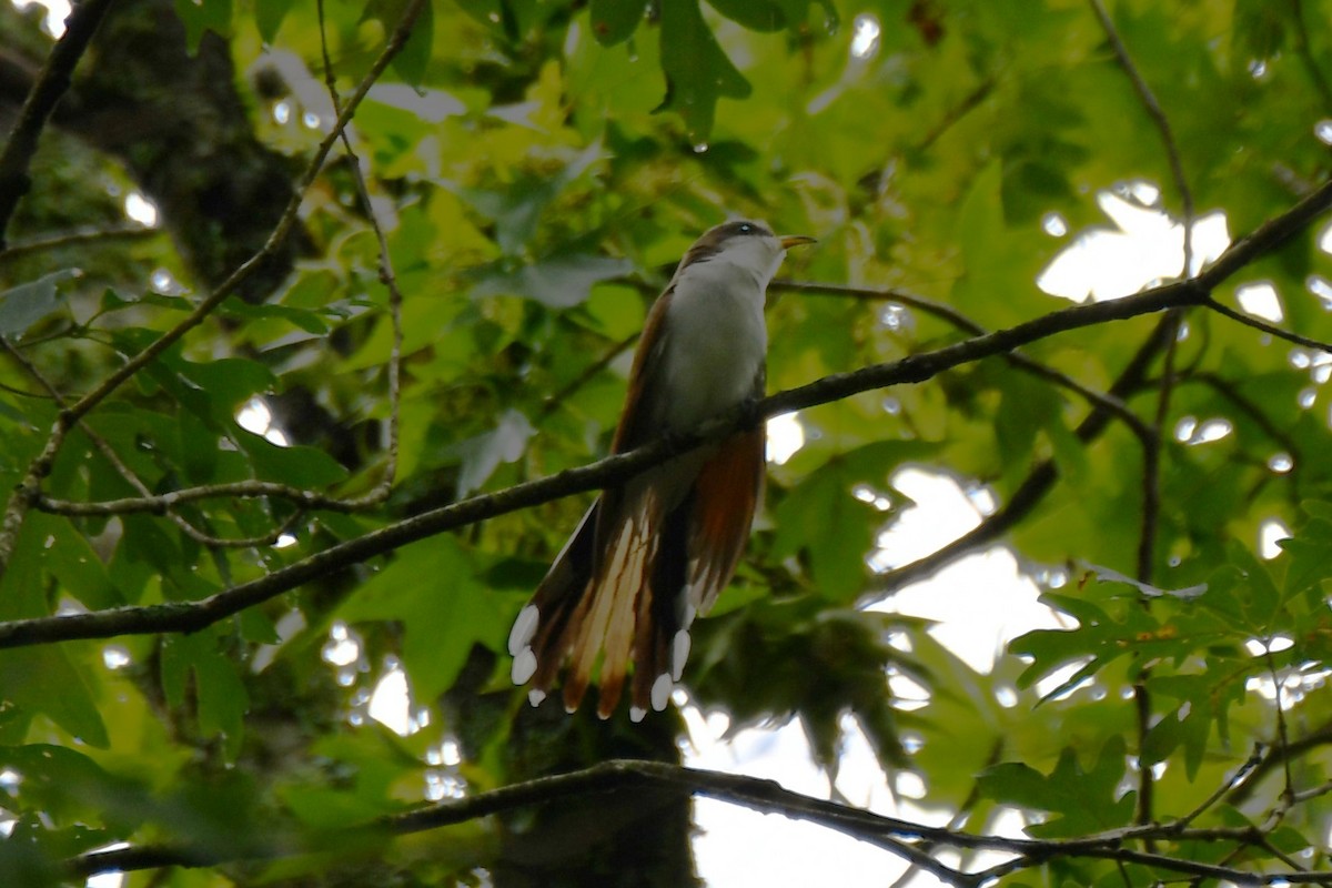 Yellow-billed Cuckoo - ML620314891