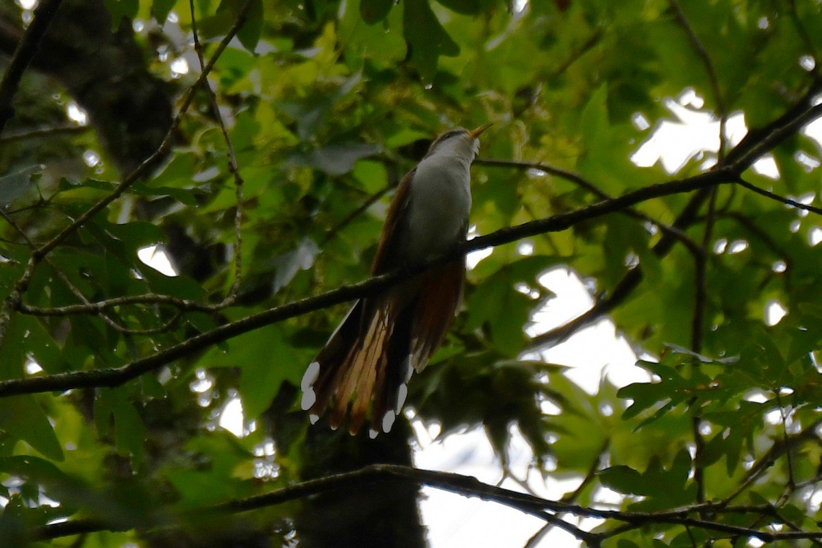 Yellow-billed Cuckoo - ML620314893