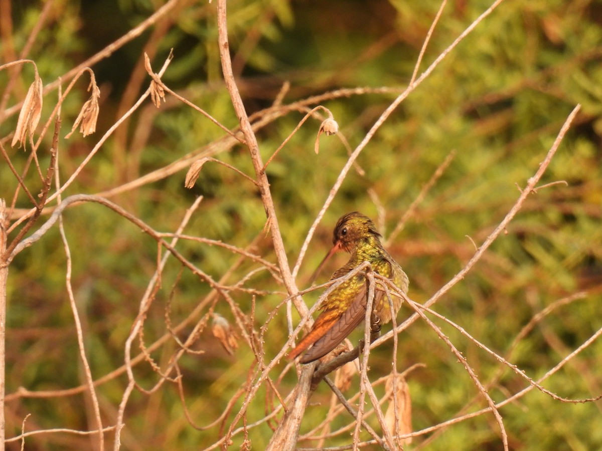 Gilded Hummingbird - ML620314898