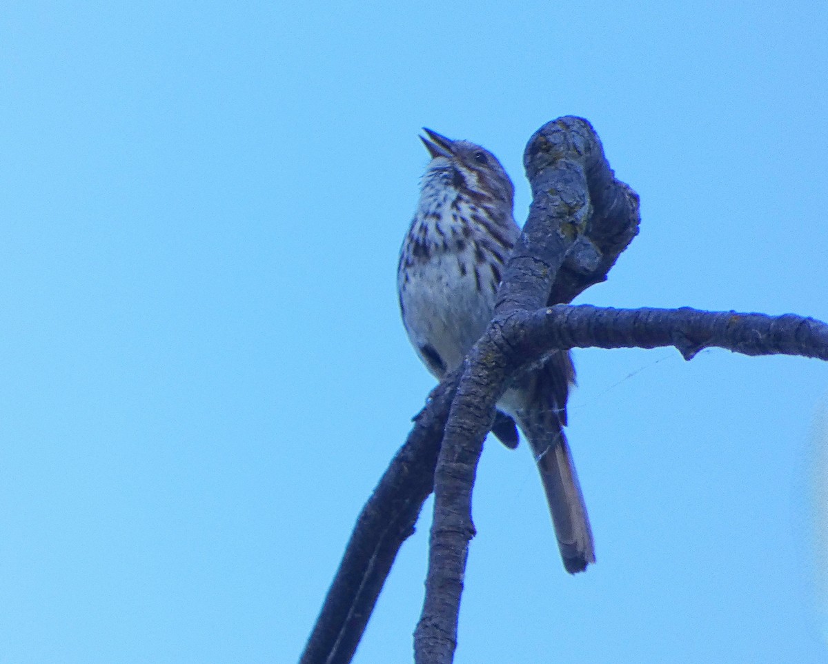 Song Sparrow - ML620314899