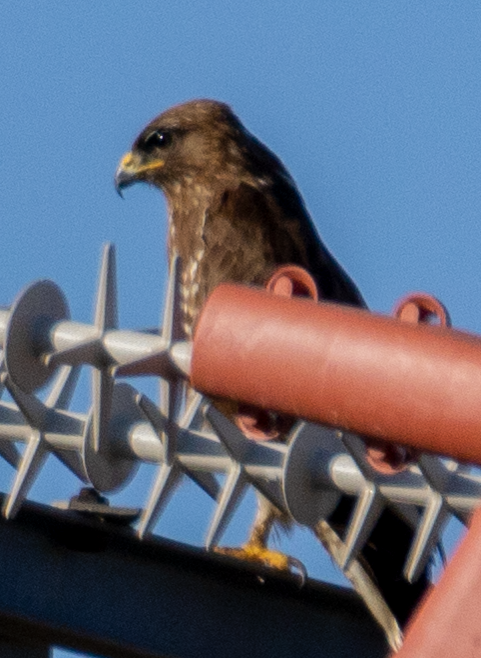 Common Buzzard - ML620314901