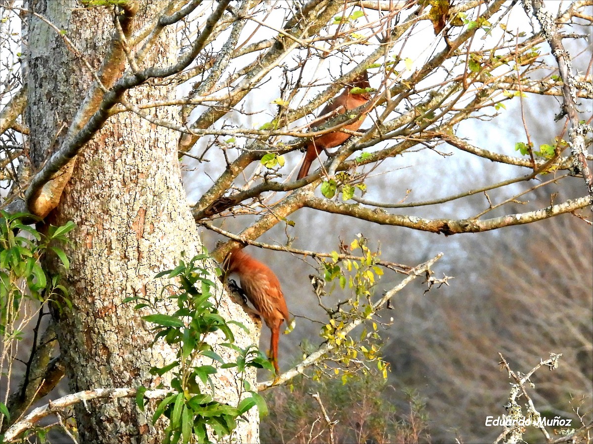 Scimitar-billed Woodcreeper - Hermann Eduardo Muñoz