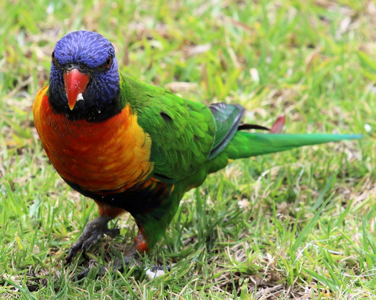 Rainbow Lorikeet - ML620314904