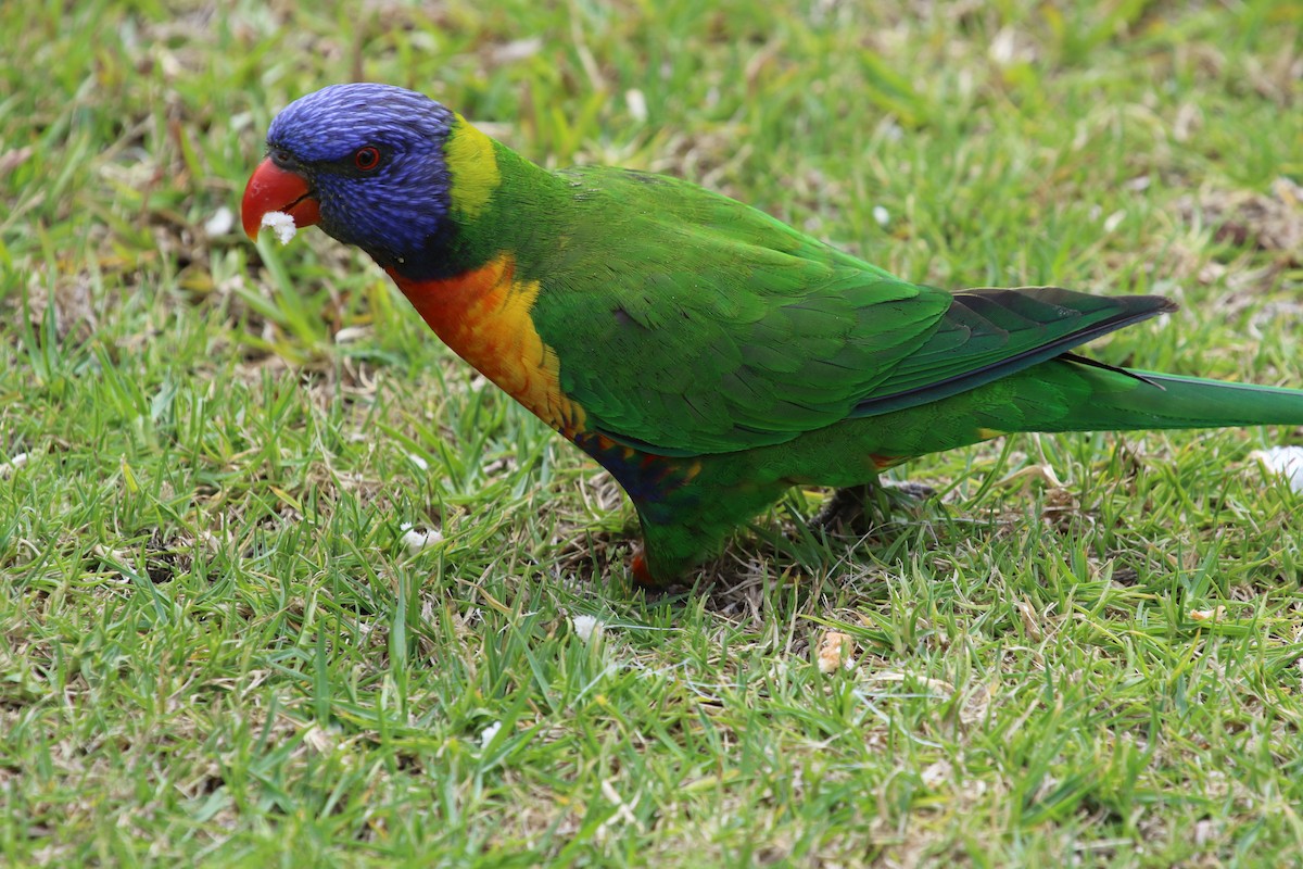 Rainbow Lorikeet - ML620314905