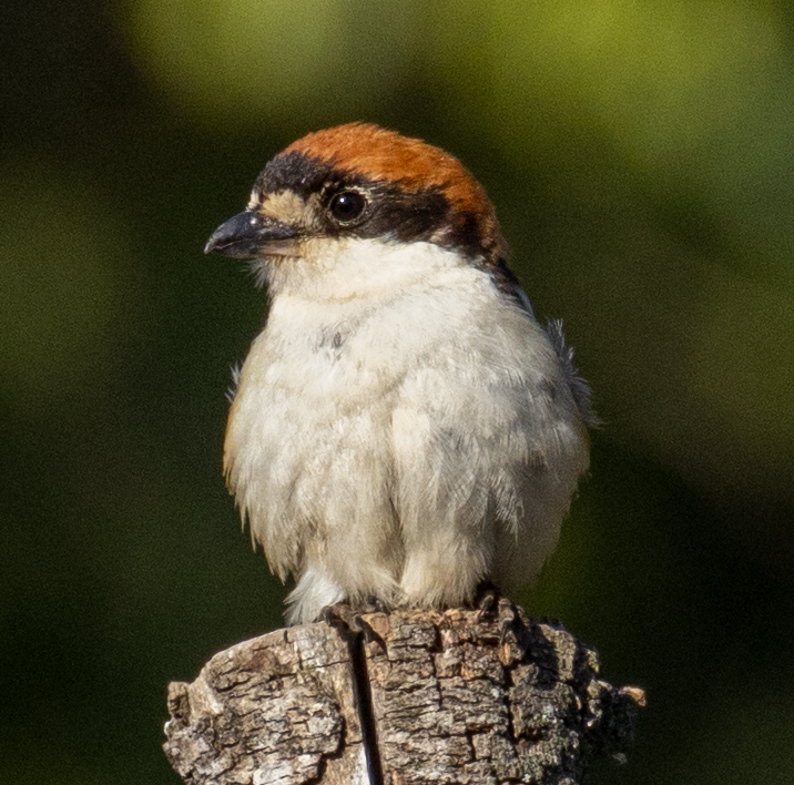 Woodchat Shrike - ML620314906