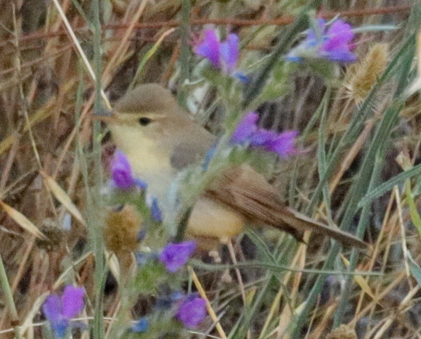 Melodious Warbler - ML620314907