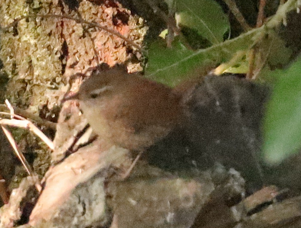 Eurasian Wren - ML620314909