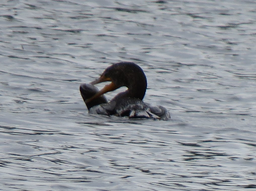 Double-crested Cormorant - ML620314915