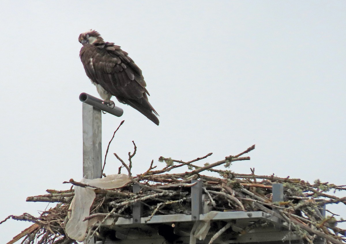 Osprey - ML620314928