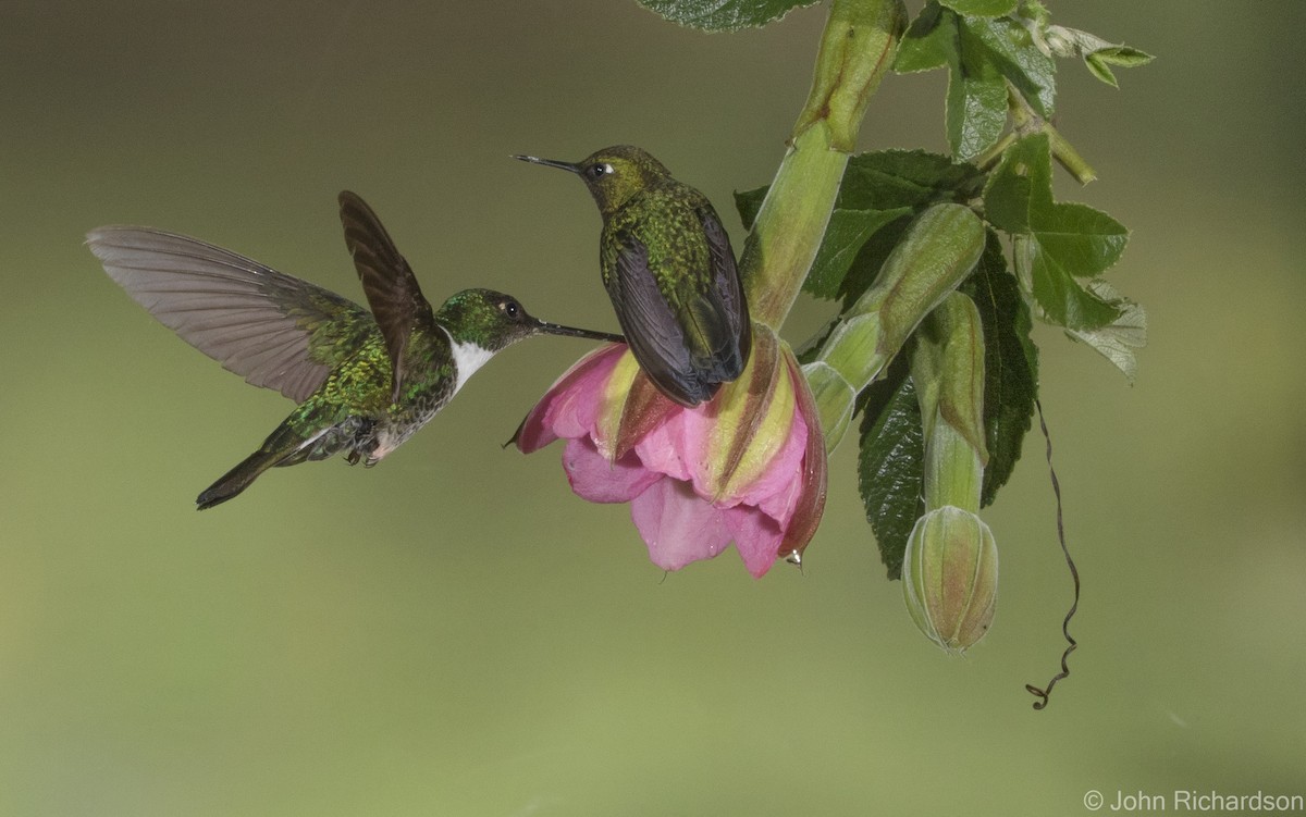 Violettscheitelkolibri - ML620314941