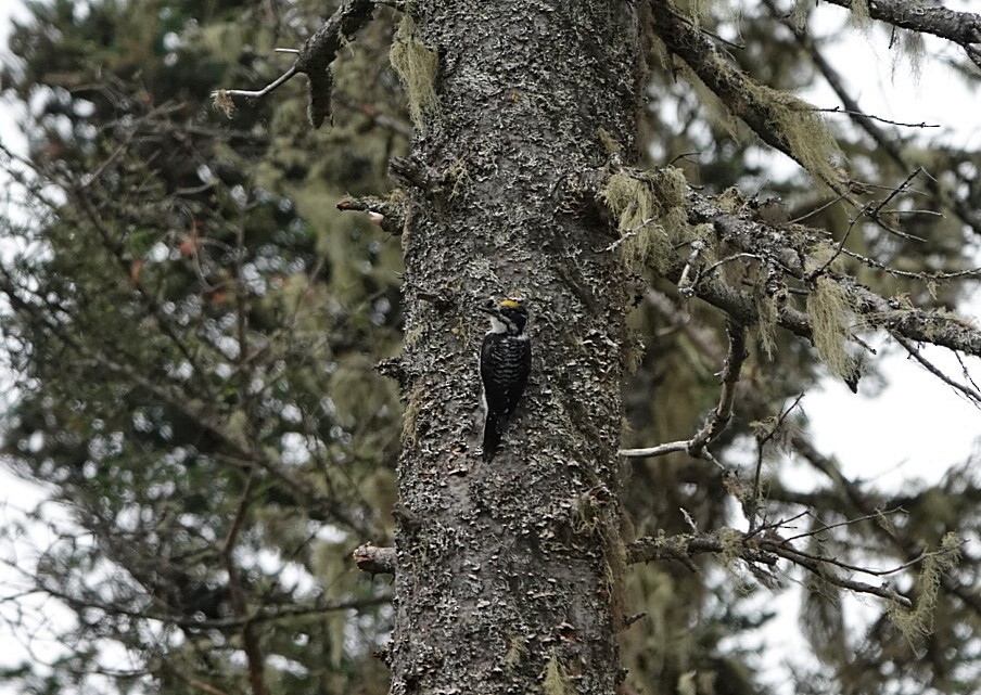 American Three-toed Woodpecker - ML620314944