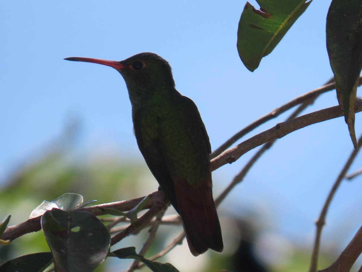 Rufous-tailed Hummingbird - ML620314948