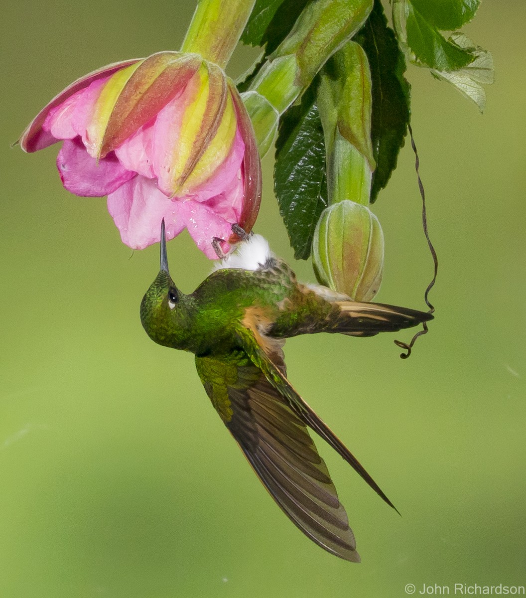 Glowing Puffleg - ML620314949