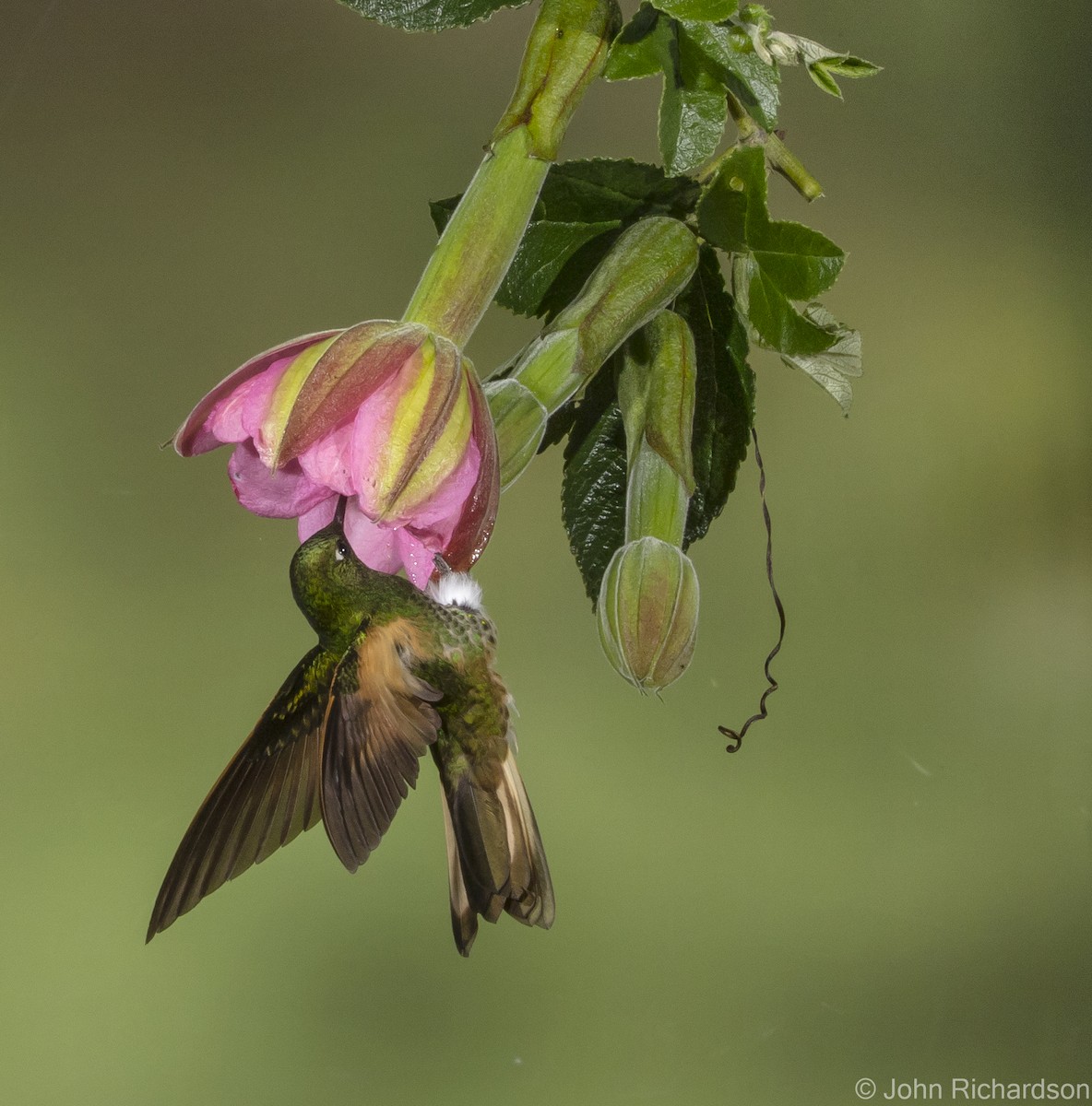 Glowing Puffleg - ML620314950