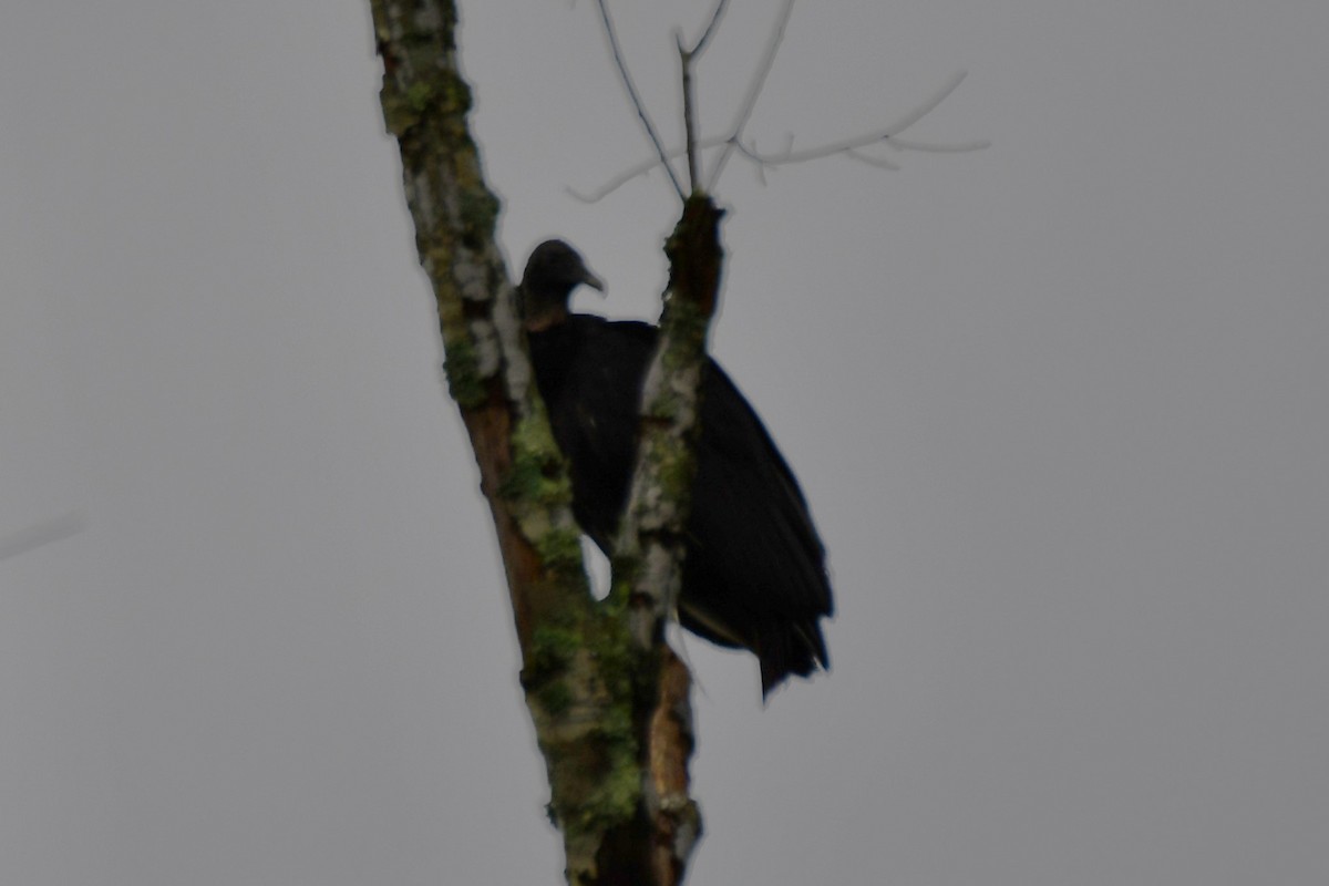 Black Vulture - ML620314951