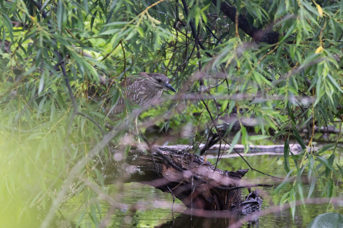 Black-crowned Night Heron - ML620314954