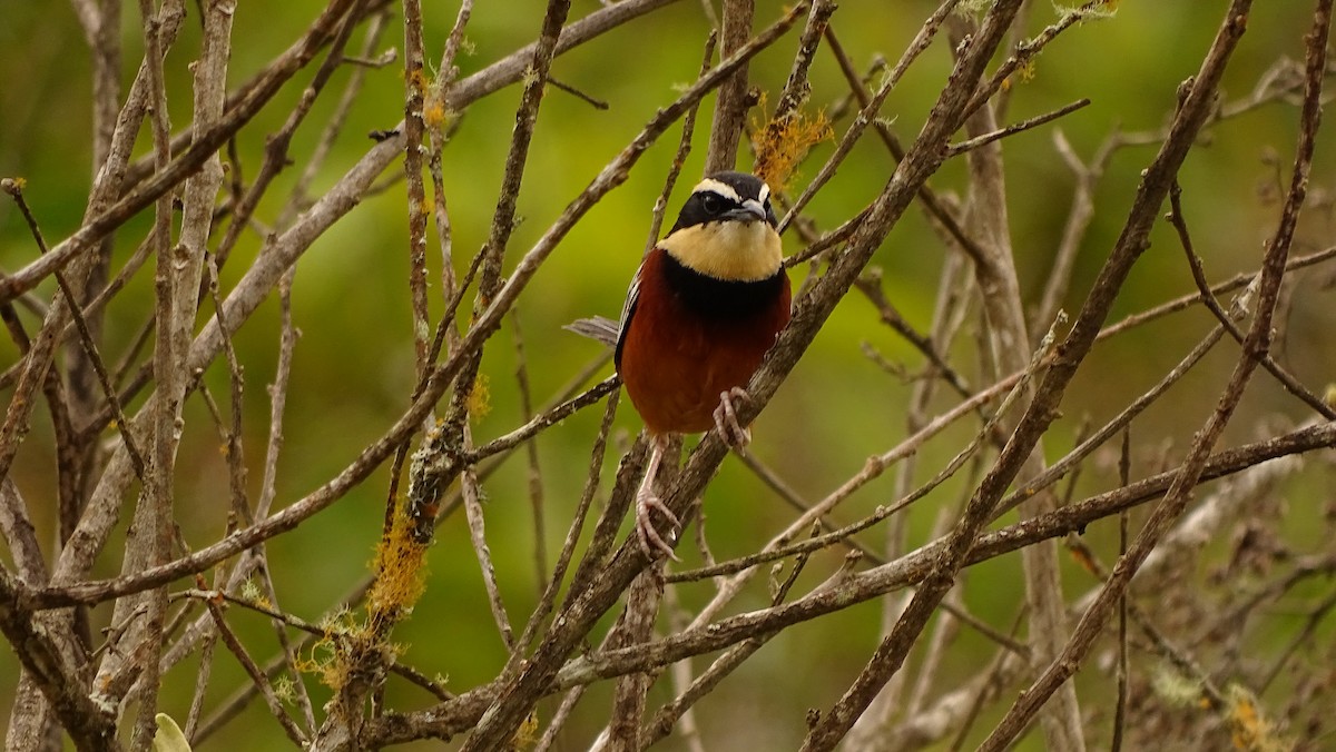 Weißflügel-Bandvogel - ML620314963