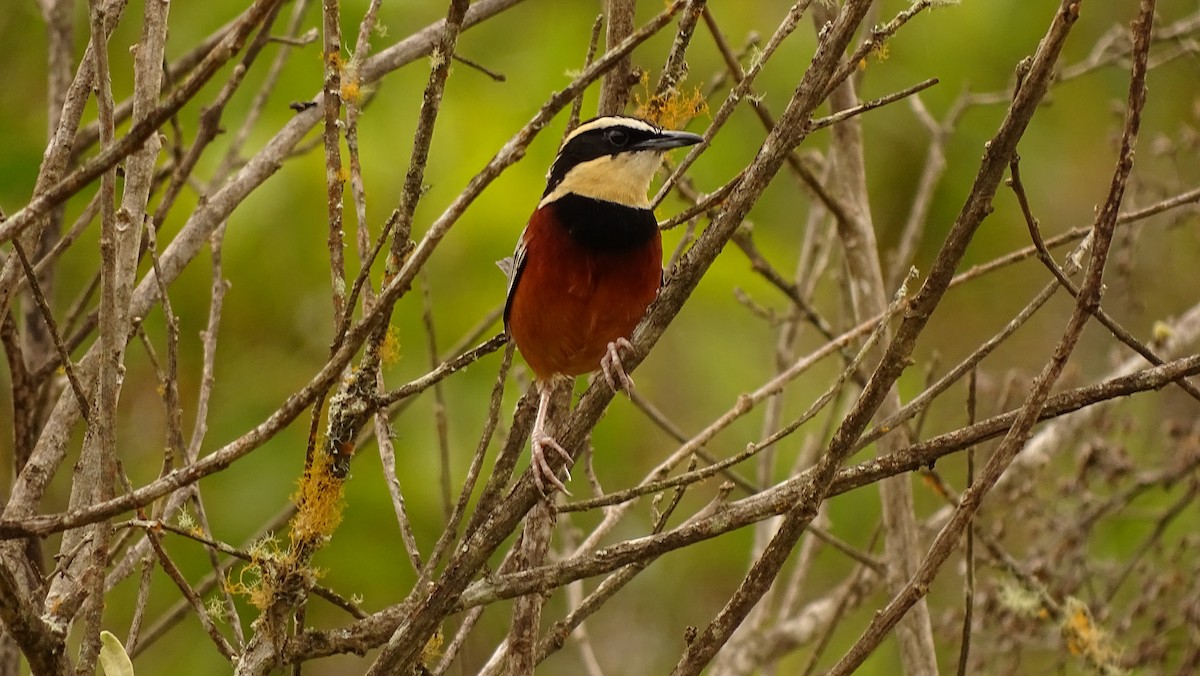 Weißflügel-Bandvogel - ML620314965