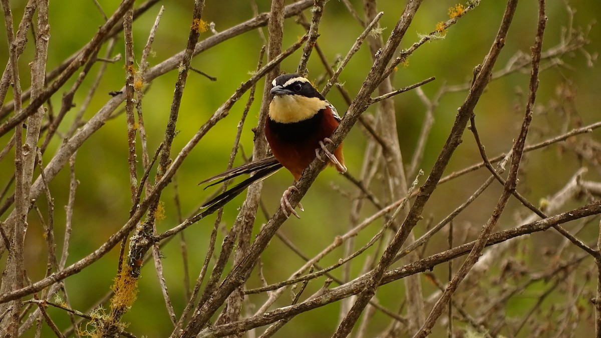 Weißflügel-Bandvogel - ML620314968