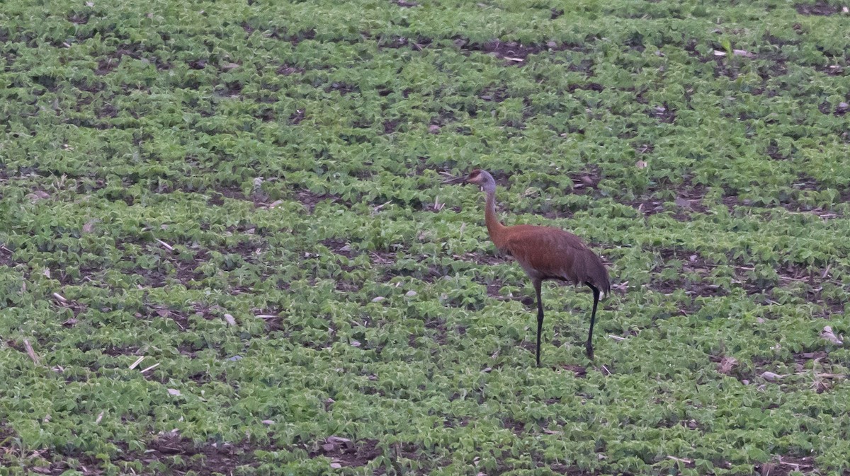 Sandhill Crane (tabida/rowani) - ML620314971