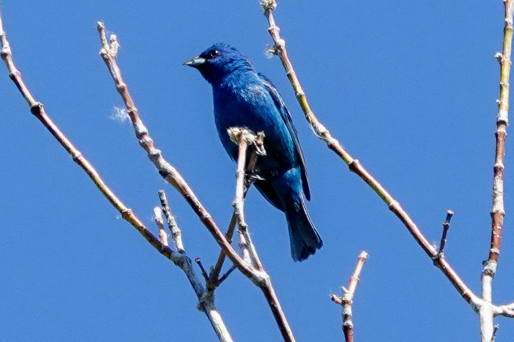 Indigo Bunting - ML620314974