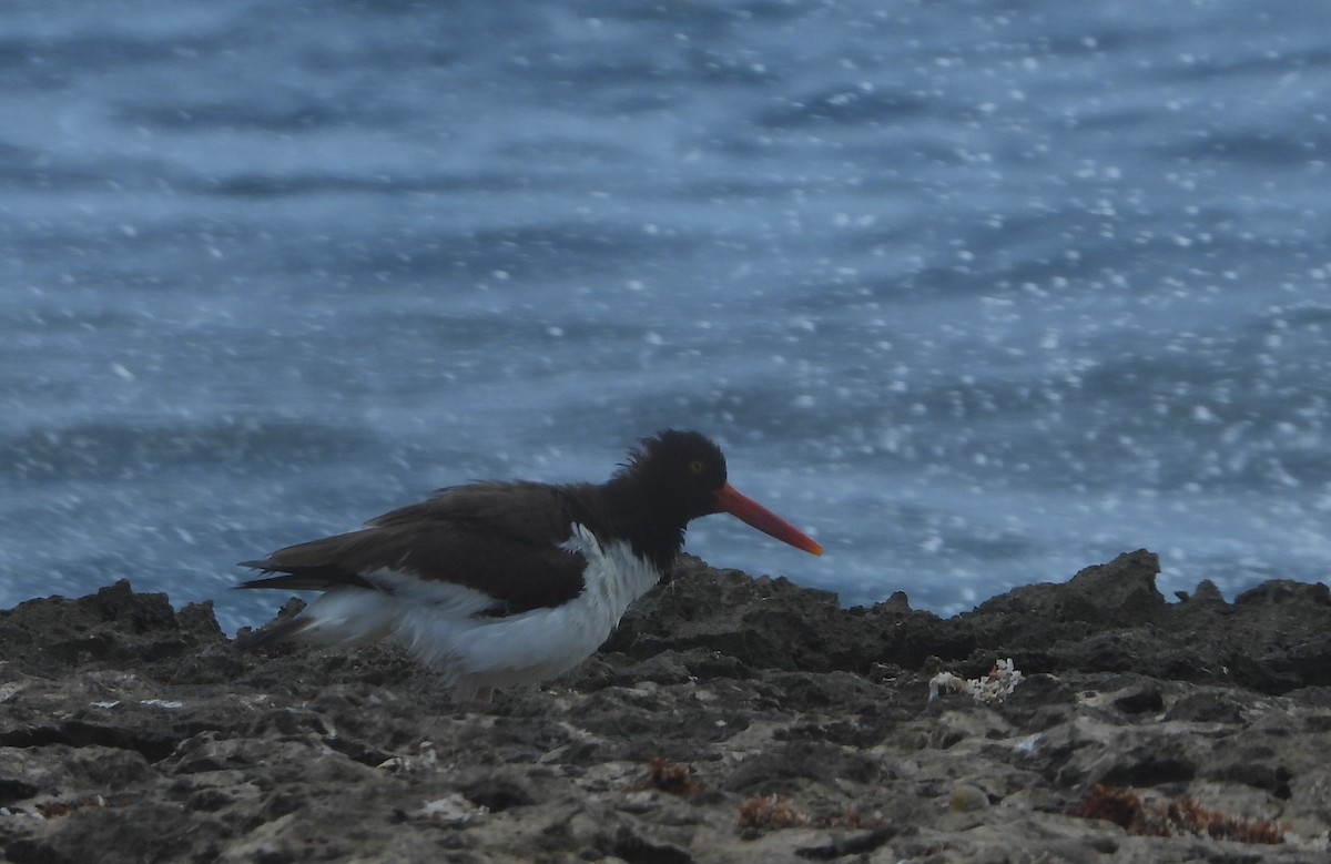 American Oystercatcher - ML620314975