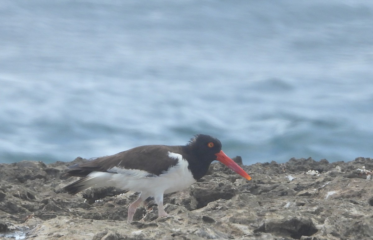 American Oystercatcher - ML620314976