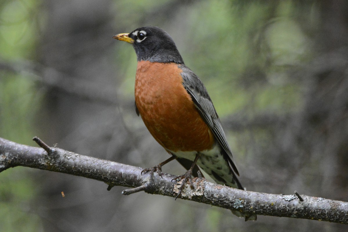 American Robin - ML620314977