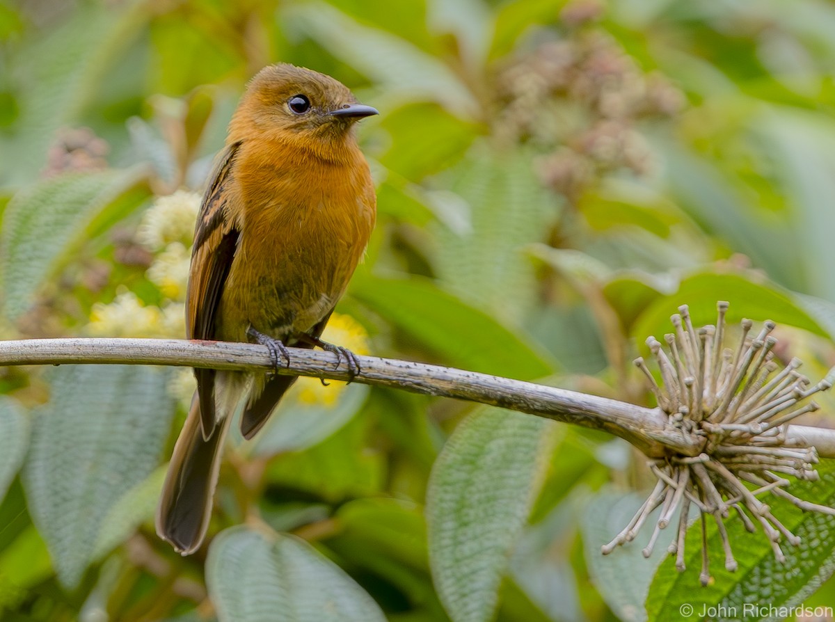 Cinnamon Flycatcher - ML620314978