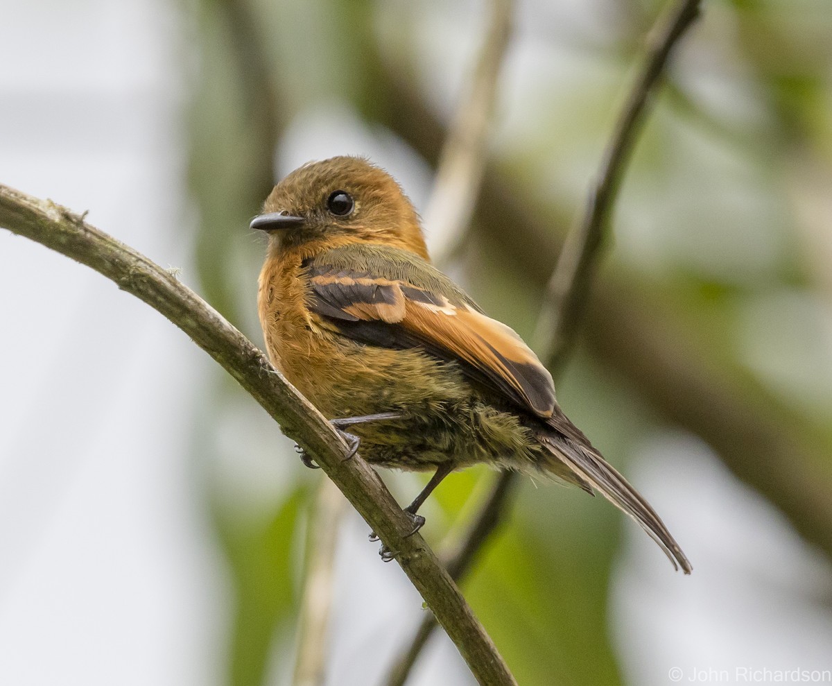 Cinnamon Flycatcher - ML620314979