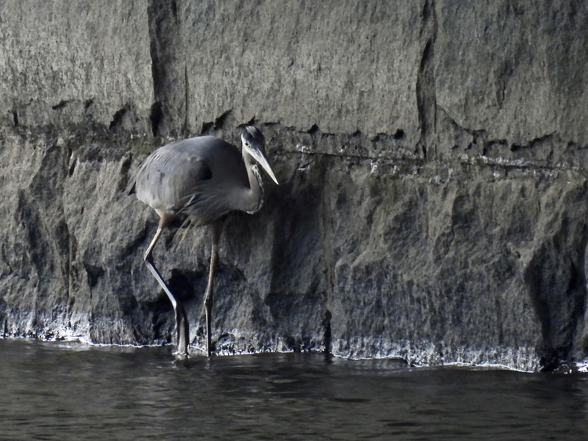 Great Blue Heron - ML620314980