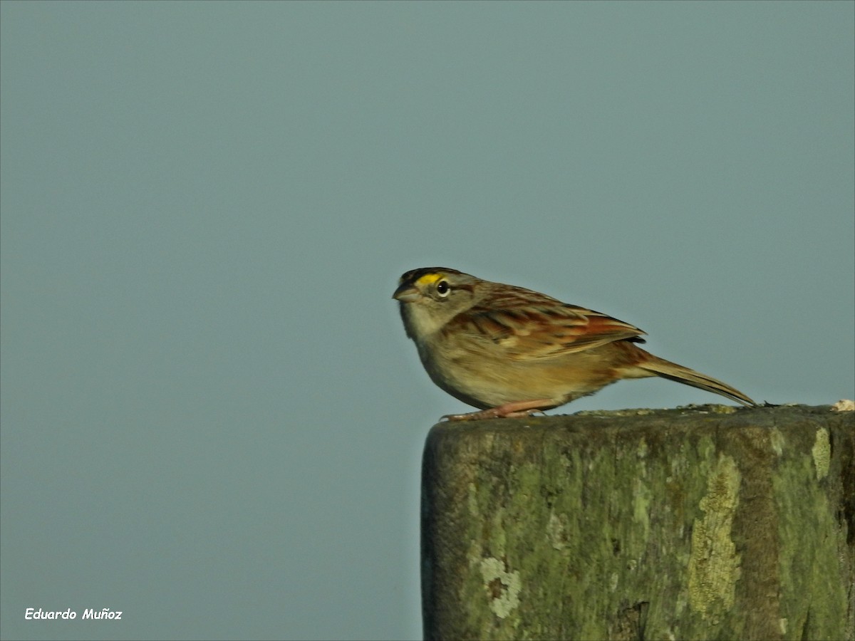 Grassland Sparrow - Hermann Eduardo Muñoz