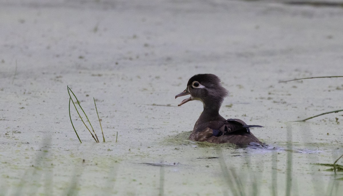 Wood Duck - ML620314983