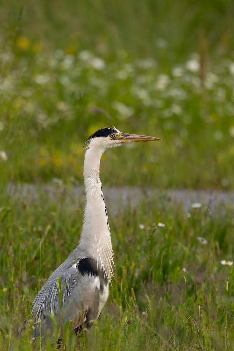 Gray Heron - ML620314985