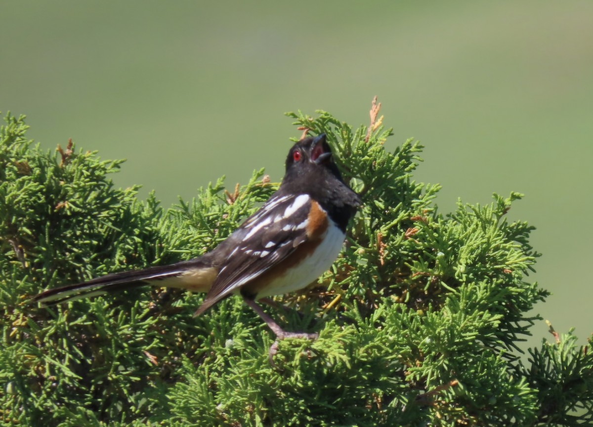 Spotted Towhee - ML620314989