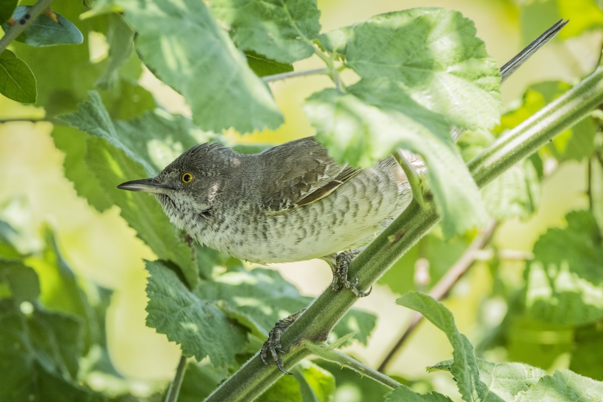 Barred Warbler - ML620314990