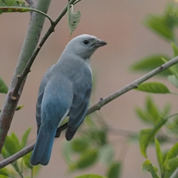 Blue-gray Tanager - ML620314998