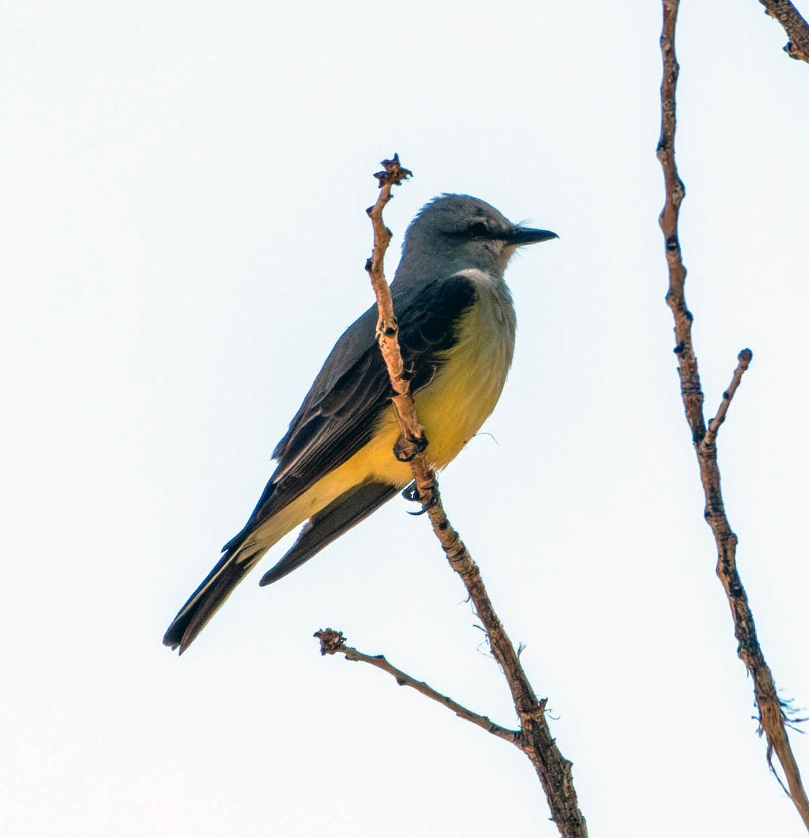 Western Kingbird - ML620315004