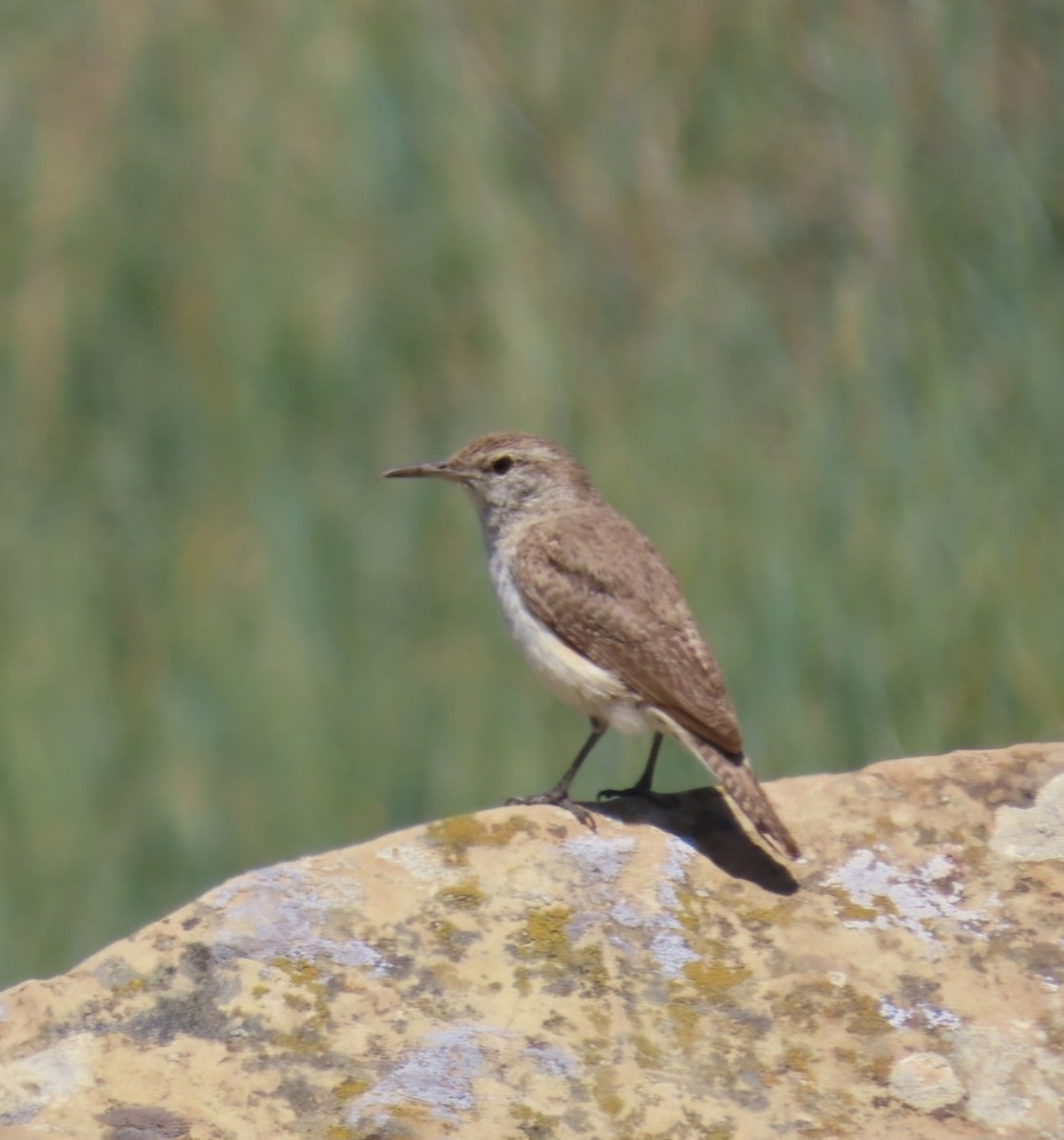 Rock Wren - ML620315013