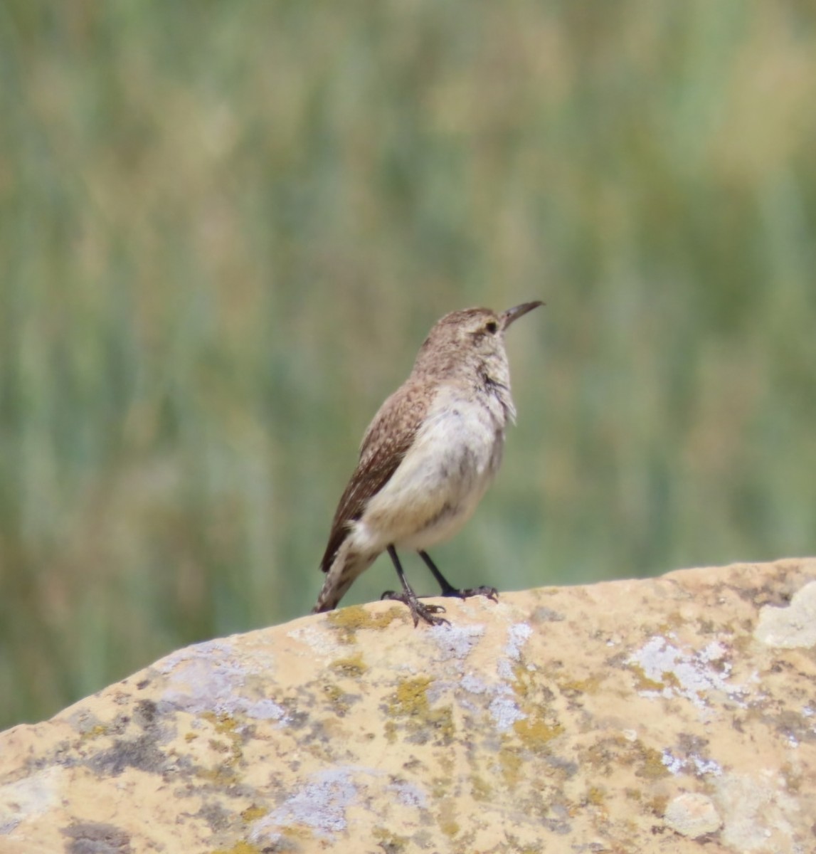 Rock Wren - ML620315019