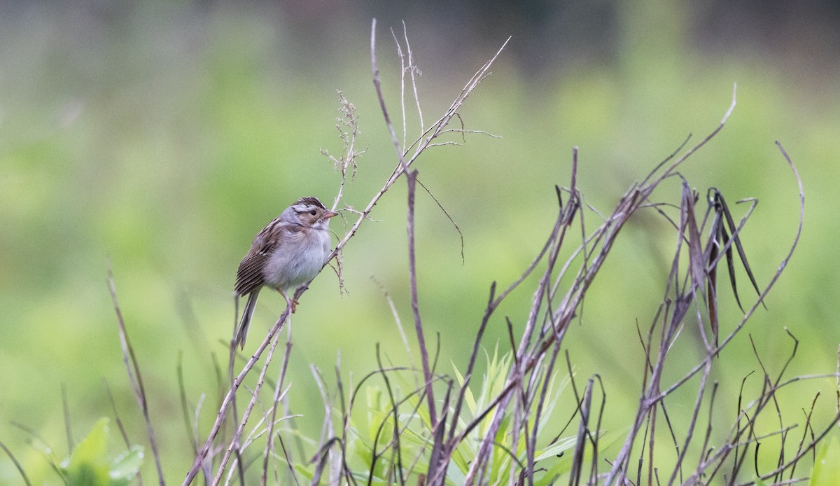 Clay-colored Sparrow - ML620315033