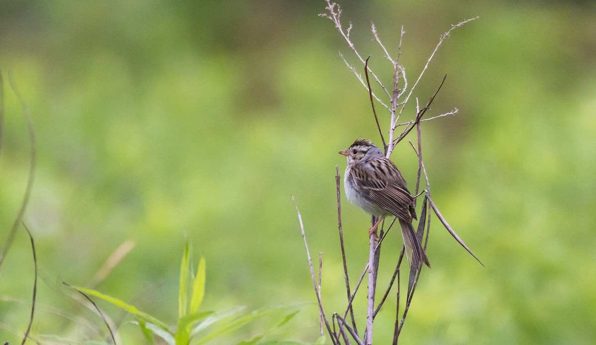 Clay-colored Sparrow - ML620315037